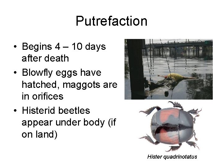 Putrefaction • Begins 4 – 10 days after death • Blowfly eggs have hatched,
