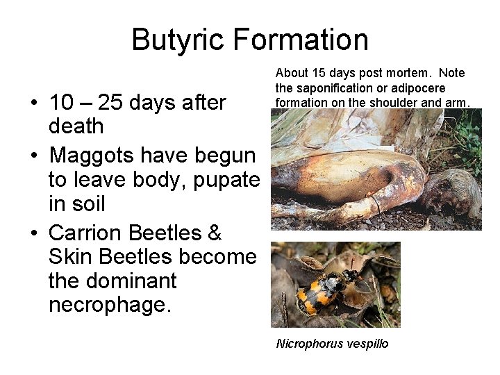 Butyric Formation • 10 – 25 days after death • Maggots have begun to