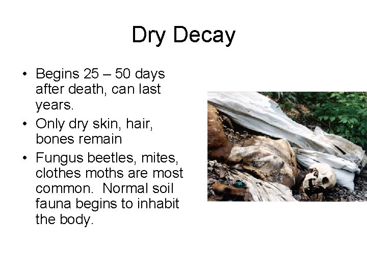 Dry Decay • Begins 25 – 50 days after death, can last years. •