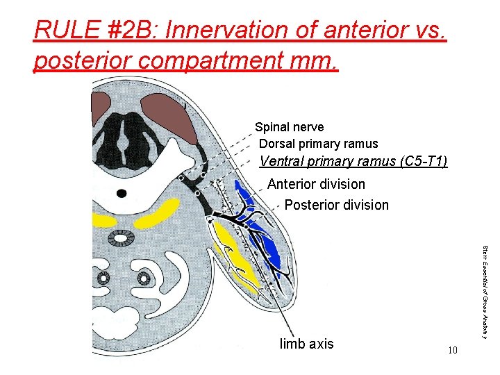 RULE #2 B: Innervation of anterior vs. posterior compartment mm. Spinal nerve Dorsal primary