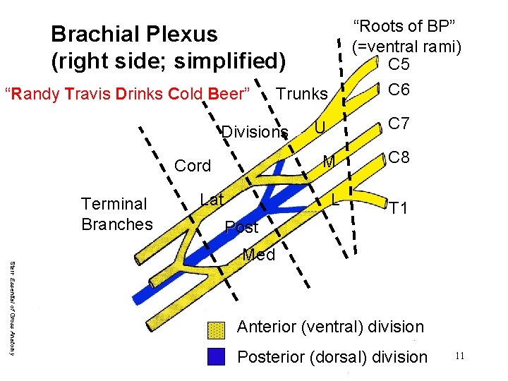 “Roots of BP” (=ventral rami) C 5 Brachial Plexus (right side; simplified) “Randy Travis