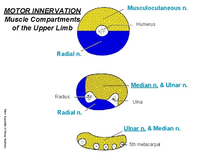 Anterior MOTOR INNERVATION Muscle Compartments of the Upper Limb Musculocutaneous n. Humerus Radial n.