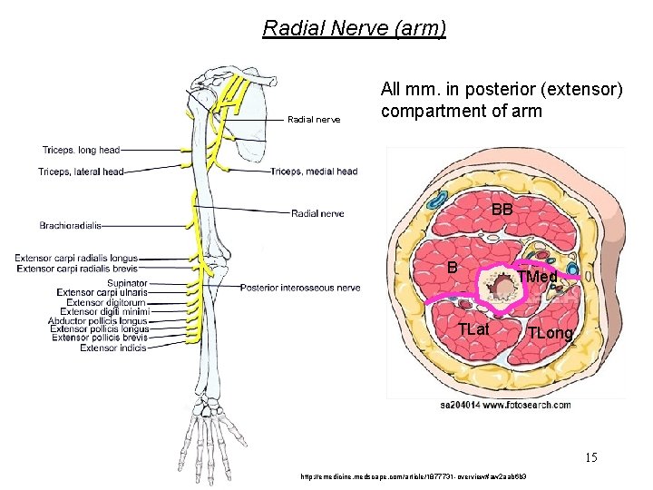 Radial Nerve (arm) Radial nerve All mm. in posterior (extensor) compartment of arm BB