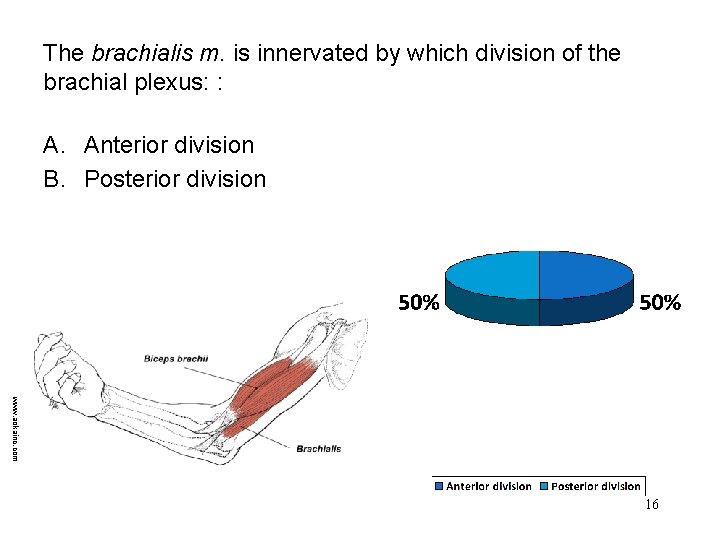 The brachialis m. is innervated by which division of the brachial plexus: : A.