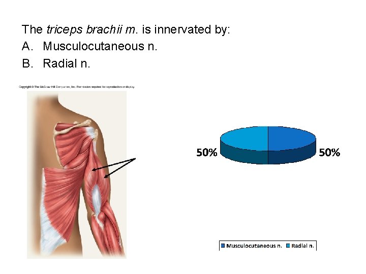 The triceps brachii m. is innervated by: A. Musculocutaneous n. B. Radial n. 