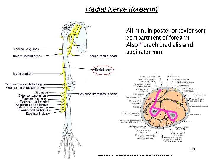 Radial Nerve (forearm) All mm. in posterior (extensor) compartment of forearm Also * brachioradialis