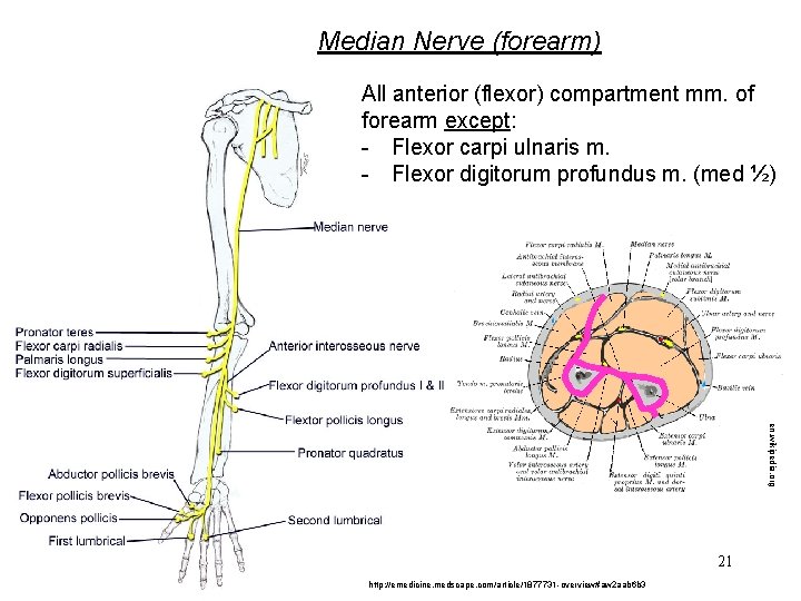 Median Nerve (forearm) All anterior (flexor) compartment mm. of forearm except: - Flexor carpi