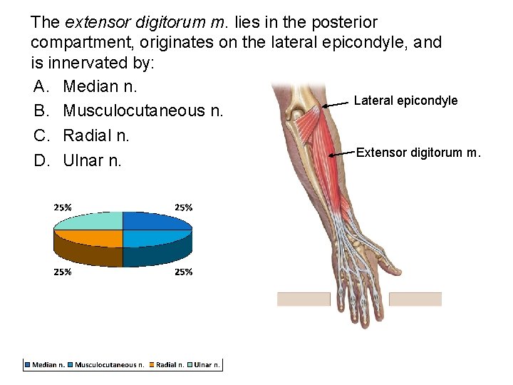 The extensor digitorum m. lies in the posterior compartment, originates on the lateral epicondyle,