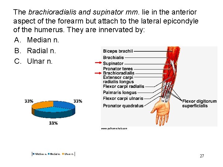 The brachioradialis and supinator mm. lie in the anterior aspect of the forearm but