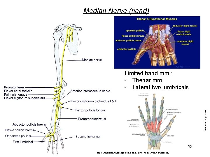 Median Nerve (hand) Limited hand mm. : - Thenar mm. - Lateral two lumbricals