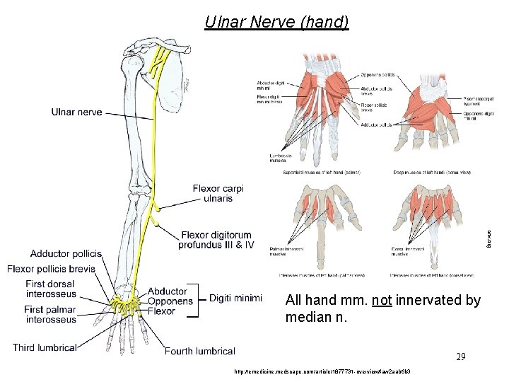 Ulnar Nerve (hand) cnx. org All hand mm. not innervated by median n. 29