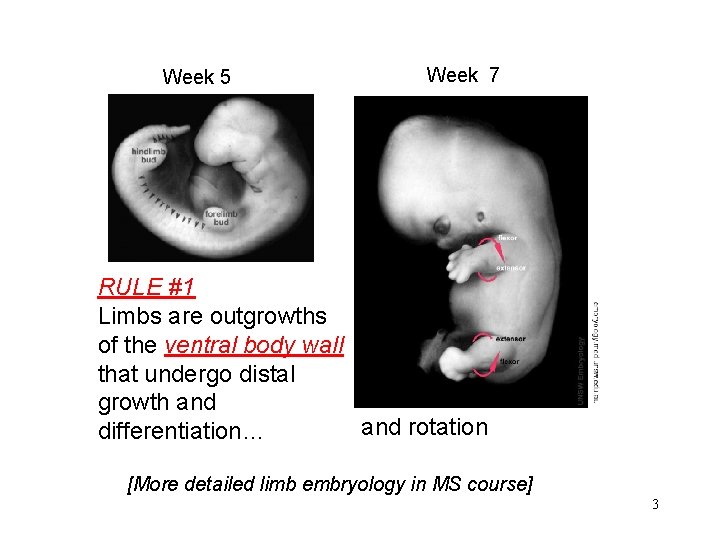 Week 5 Week 7 RULE #1 Limbs are outgrowths of the ventral body wall