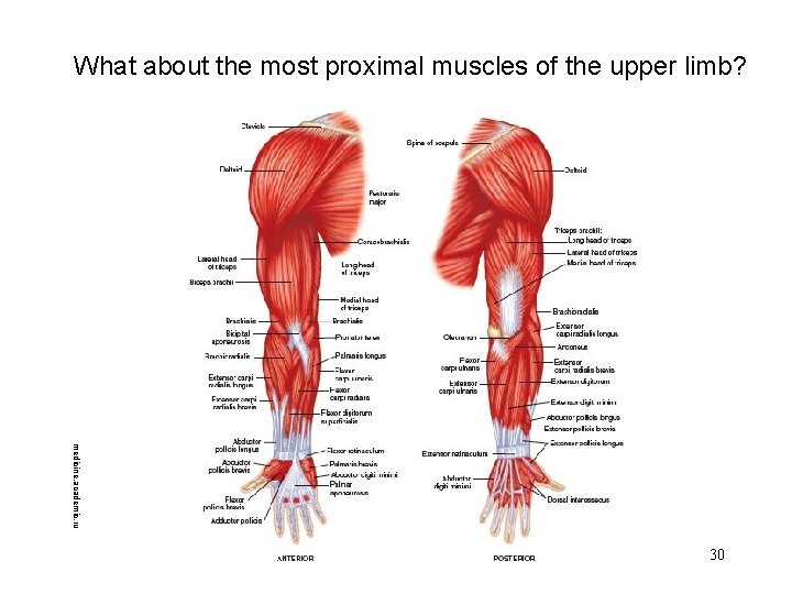 What about the most proximal muscles of the upper limb? medicine. academic. ru 30