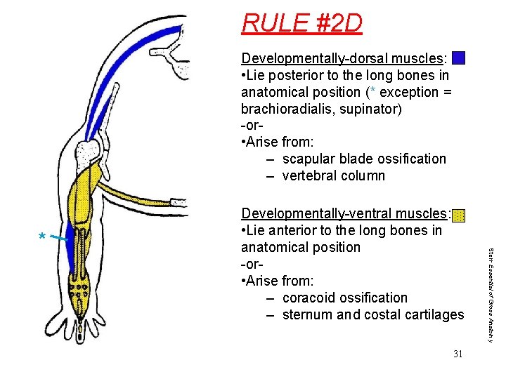 RULE #2 D Developmentally-dorsal muscles: • Lie posterior to the long bones in anatomical