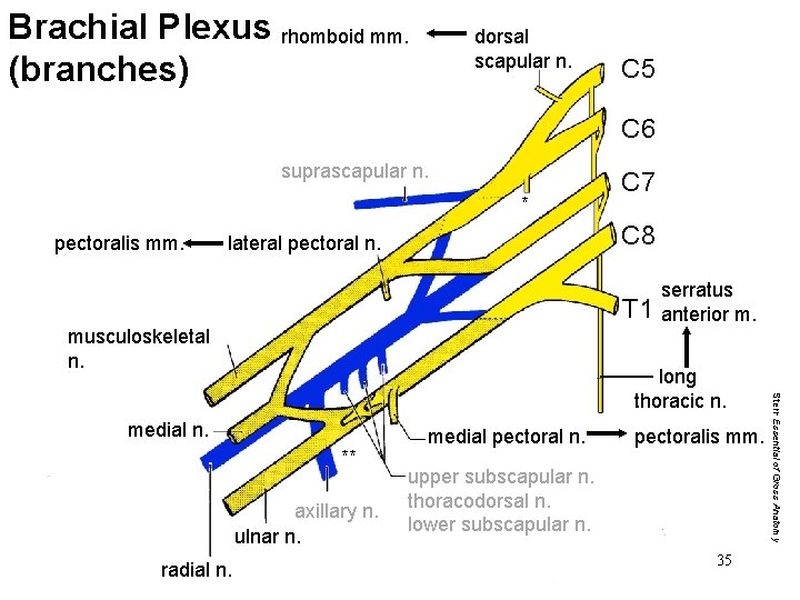 Brachial Plexus rhomboid mm. (branches) dorsal scapular n. C 5 C 6 suprascapular n.