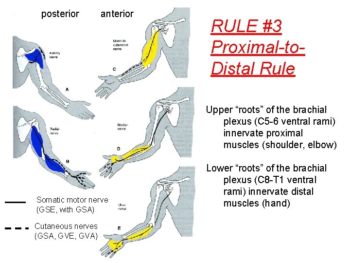 posterior anterior RULE #3 Proximal-to. Distal Rule Upper “roots” of the brachial plexus (C