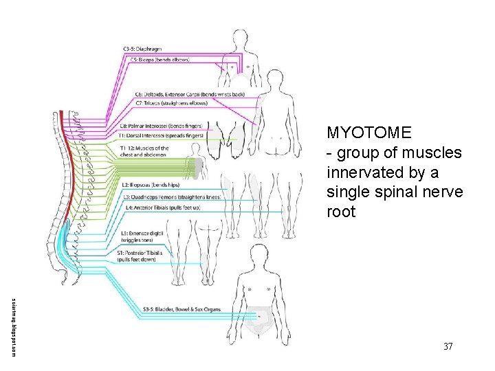 MYOTOME - group of muscles innervated by a single spinal nerve root sciartmag. blogspot.