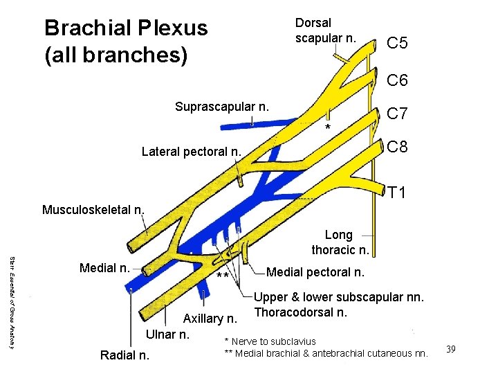 Brachial Plexus (all branches) Dorsal scapular n. C 5 C 6 Suprascapular n. *