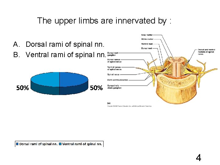 The upper limbs are innervated by : A. Dorsal rami of spinal nn. B.