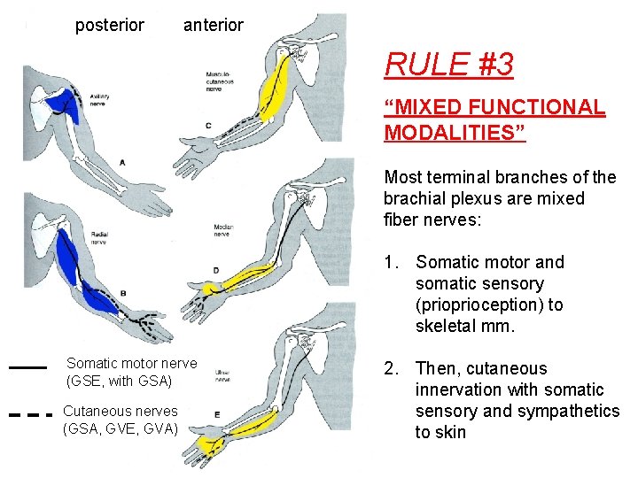 posterior anterior RULE #3 “MIXED FUNCTIONAL MODALITIES” Most terminal branches of the brachial plexus