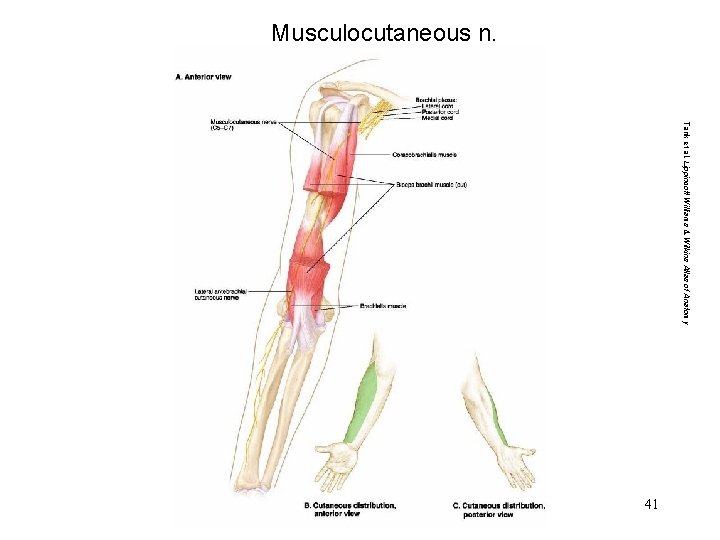 Musculocutaneous n. Tank et al. Lippincott Williams & Wilkins Atlas of Anatomy 41 