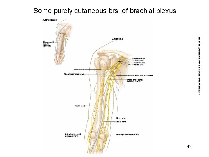 Some purely cutaneous brs. of brachial plexus Tank et al. Lippincott Williams & Wilkins