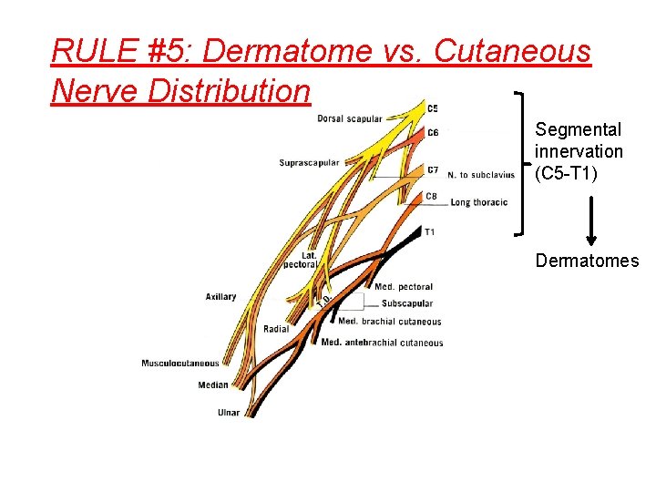 RULE #5: Dermatome vs. Cutaneous Nerve Distribution Segmental innervation (C 5 -T 1) Dermatomes