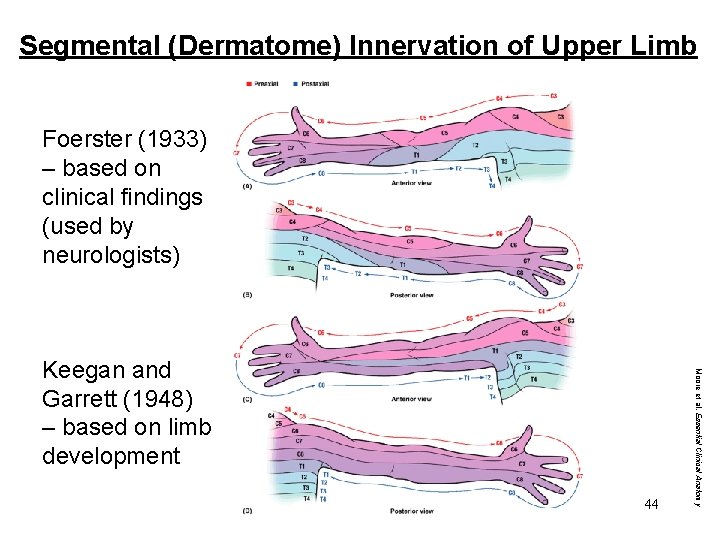 Segmental (Dermatome) Innervation of Upper Limb Foerster (1933) – based on clinical findings (used