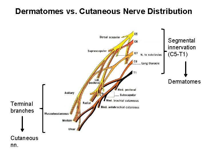 Dermatomes vs. Cutaneous Nerve Distribution Segmental innervation (C 5 -T 1) Dermatomes Terminal branches