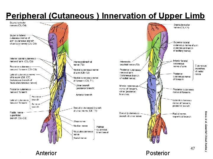 Peripheral (Cutaneous ) Innervation of Upper Limb Posterior Moore et al. Essential Clinical Anatomy