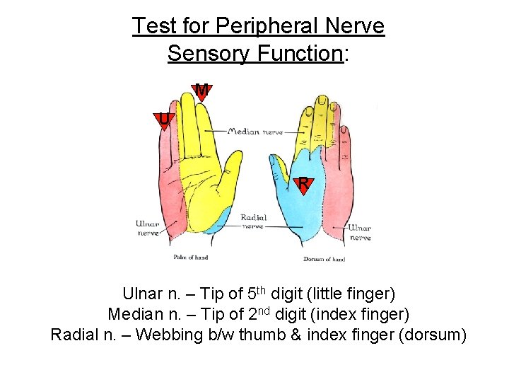 Test for Peripheral Nerve Sensory Function: M U R Ulnar n. – Tip of