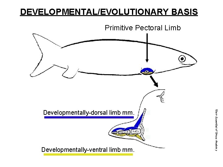 DEVELOPMENTAL/EVOLUTIONARY BASIS Primitive Pectoral Limb Developmentally-ventral limb mm. Stern Essential of Gross Anatomy Developmentally-dorsal