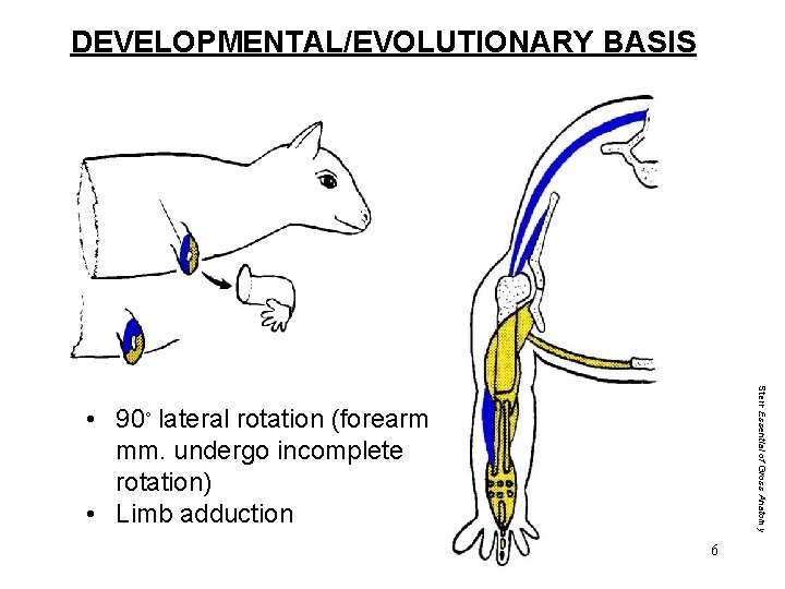 DEVELOPMENTAL/EVOLUTIONARY BASIS Stern Essential of Gross Anatomy • 90◦ lateral rotation (forearm mm. undergo