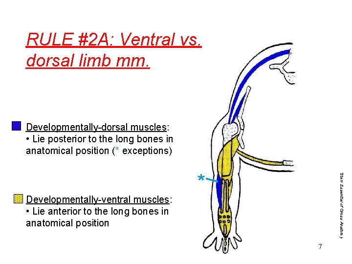 RULE #2 A: Ventral vs. dorsal limb mm. Developmentally-dorsal muscles: • Lie posterior to