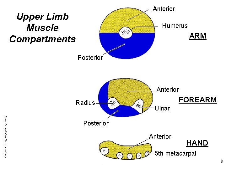 Anterior Upper Limb Muscle Compartments Humerus ARM Posterior Anterior Radius FOREARM Ulnar Stern Essential