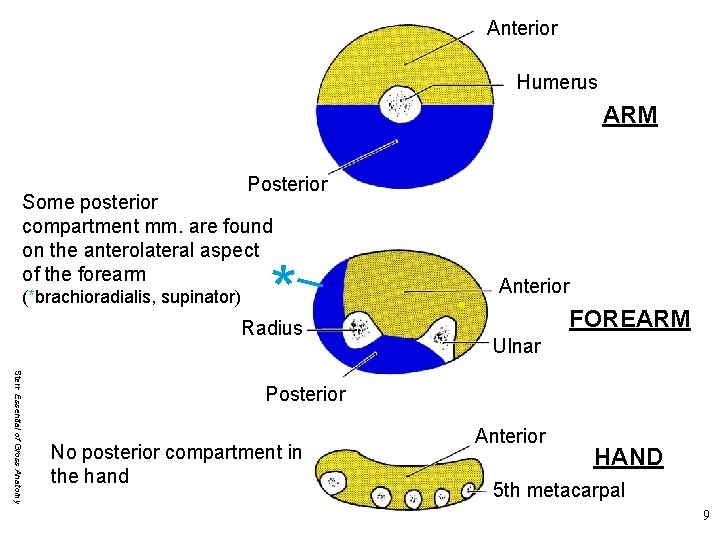 Anterior Humerus ARM Posterior Some posterior compartment mm. are found on the anterolateral aspect