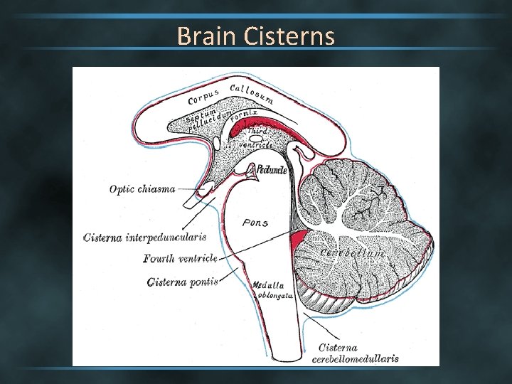 Brain Cisterns 