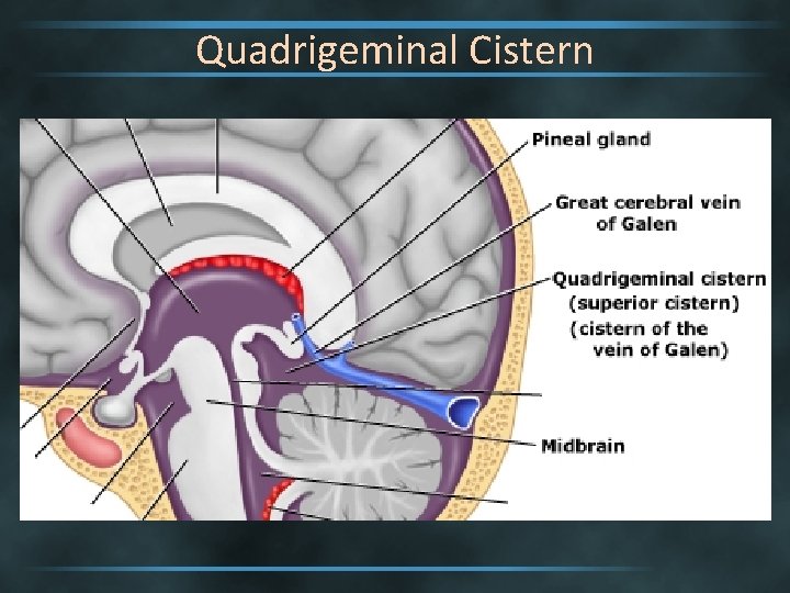 Quadrigeminal Cistern 