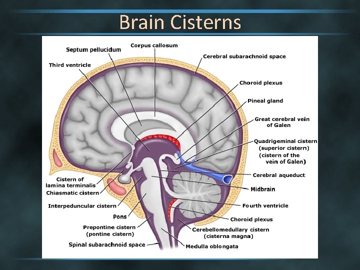 Brain Cisterns 