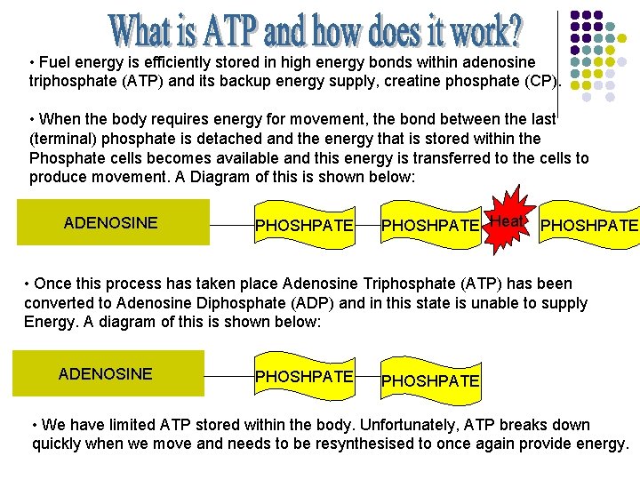  • Fuel energy is efficiently stored in high energy bonds within adenosine triphosphate
