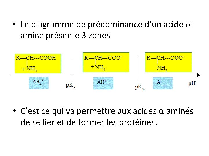  • Le diagramme de prédominance d’un acide aminé présente 3 zones • C’est