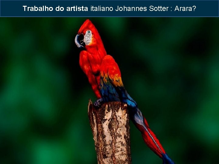 Trabalho do artista italiano Johannes Sotter : Arara? 4 