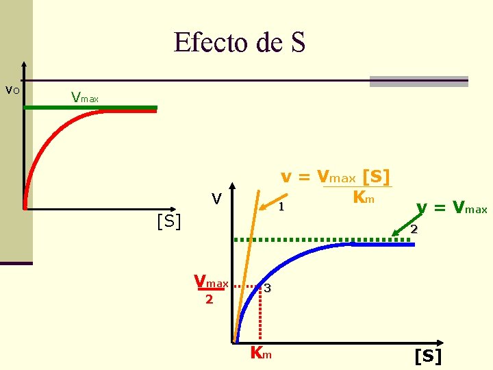 Efecto de S vo Vmax v = Vmax [S] Km 1 v [S] v