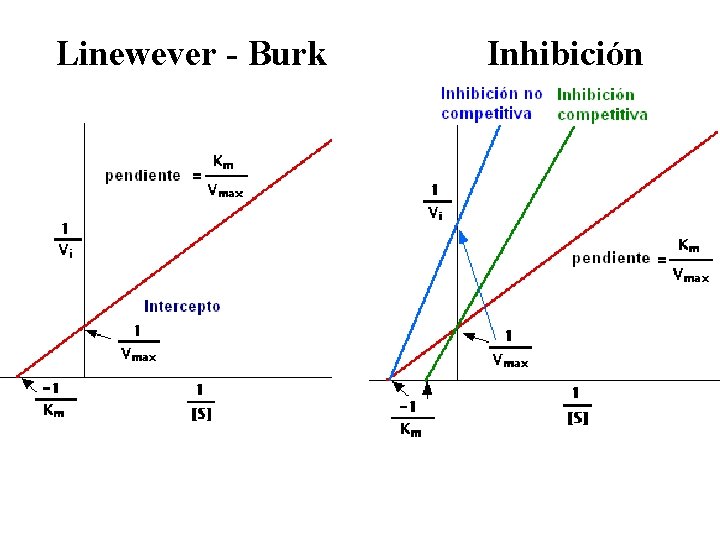 Linewever - Burk Inhibición 