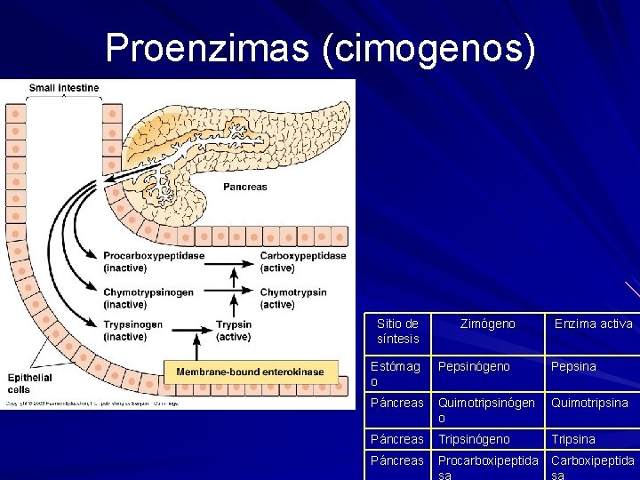 Proenzimas (cimogenos) Sitio de síntesis Zimógeno Enzima activa Estómag o Pepsinógeno Pepsina Páncreas Quimotripsinógen