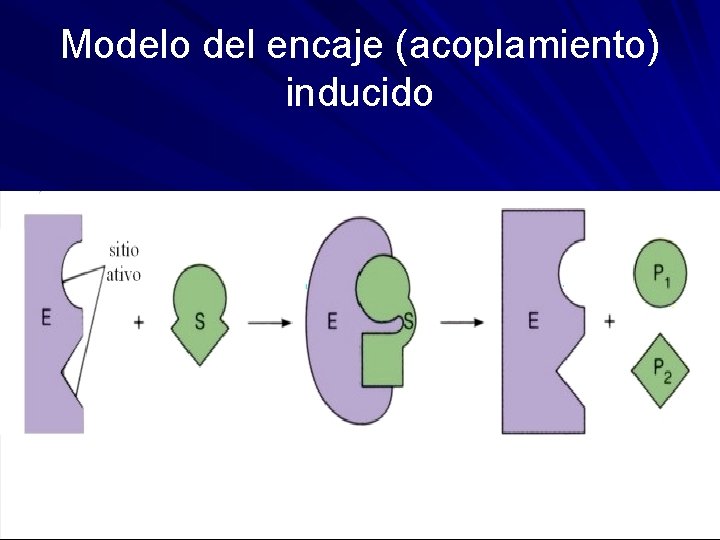 Modelo del encaje (acoplamiento) inducido 