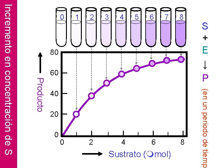 60 0 0 2 4 6 Sustrato (mmol) 8 (en un periodo de tiempo