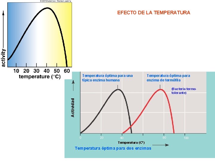 EFECTO DE LA TEMPERATURA Temperatura óptima para una típica enzima humana Temperatura óptima para
