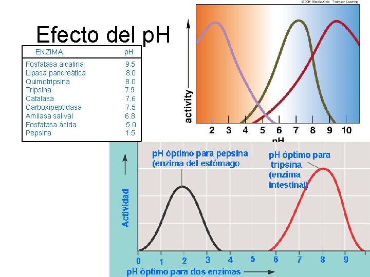 Efecto del p. H ENZIMA Fosfatasa alcalina Lipasa pancreática Quimotripsina Tripsina Catalasa Carboxipeptidasa Amilasa