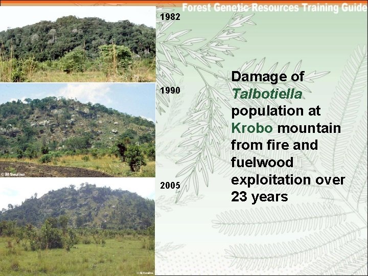 1982 1990 2005 Damage of Talbotiella population at Krobo mountain from fire and fuelwood